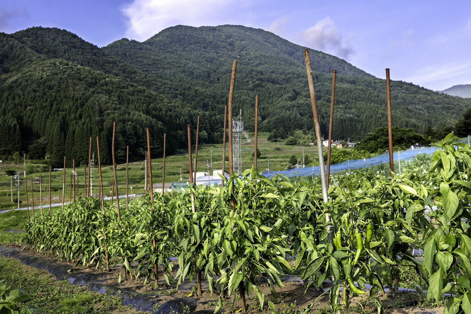高山 蕨野日式旅馆酒店 外观 照片
